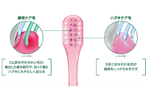 やさしくみがける2種類の毛先