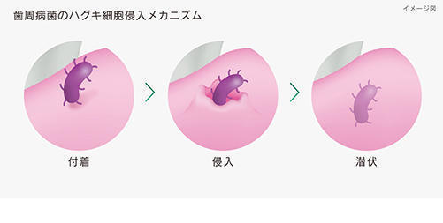 歯周病菌のハグキ細胞侵入メカニズム